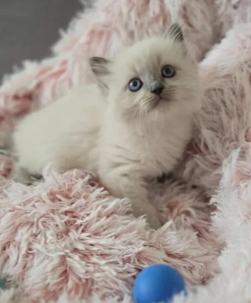 Ragdoll (élevage européen)