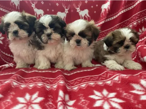 shihtzu