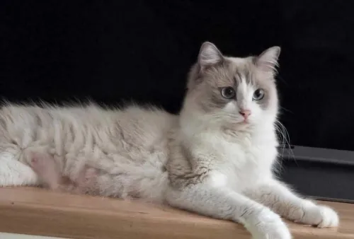 Ragdoll (élevage européen)