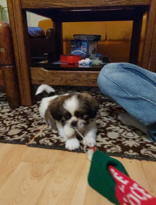 shihtzu