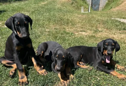 Dobermann ( élevage européen)