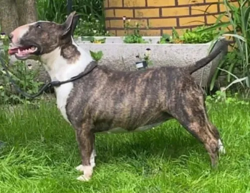 Bullterrier