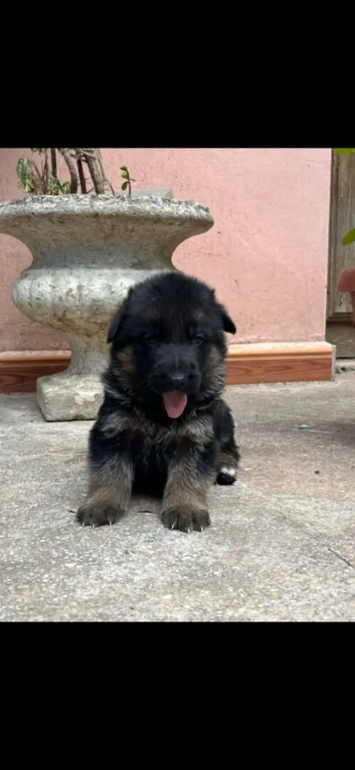 Chiots berger allemand