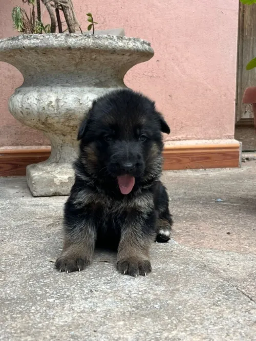 Chiots berger allemand