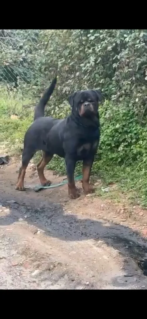 Mal rott serb
