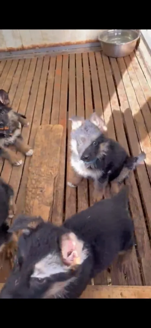 Berger allemand chiot ou adulte