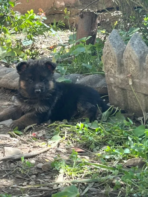 Chiots berger allemand