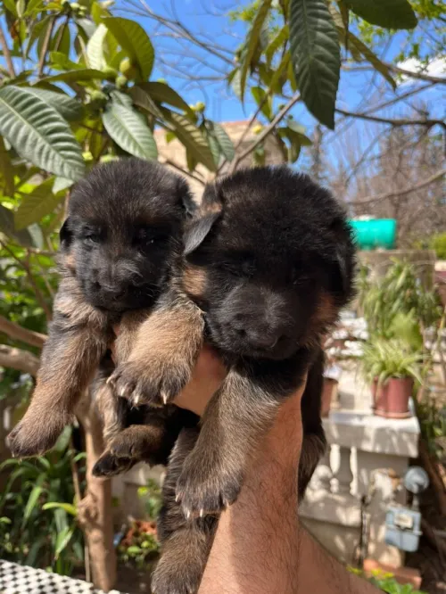 Chiots berger allemand