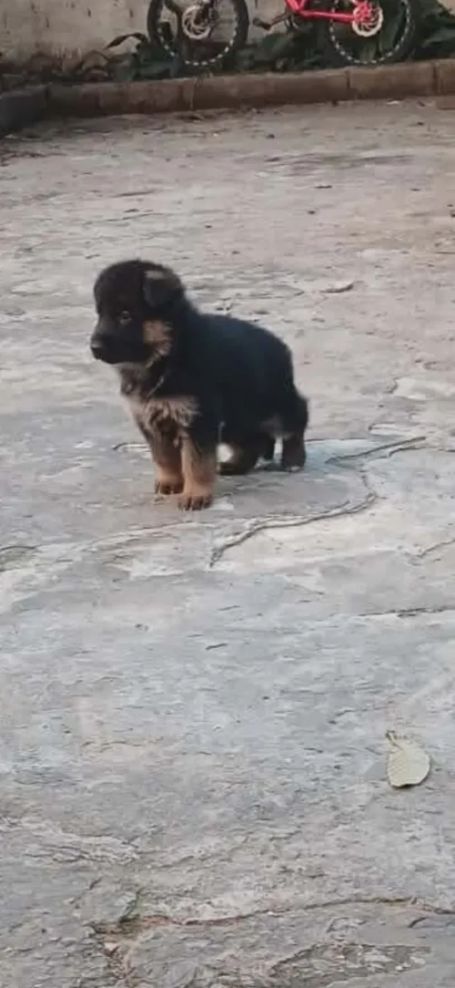 Chiots berger allemand