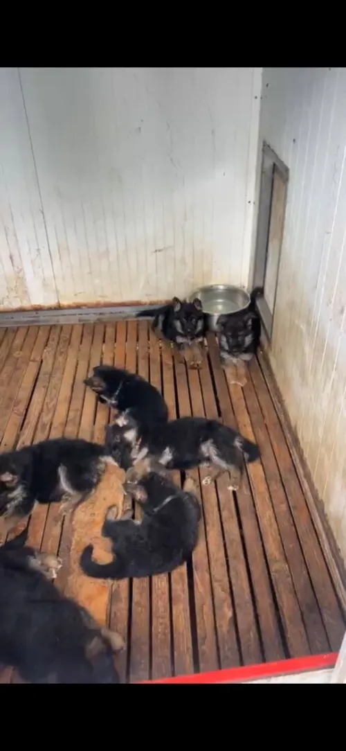 Berger allemand chiot ou adulte