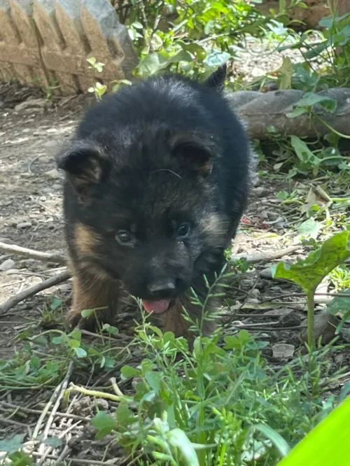 Chiots berger allemand parents étrangers
