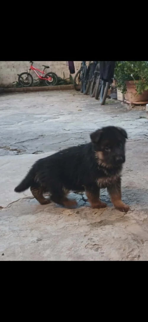 Chiots berger allemand parents étrangers