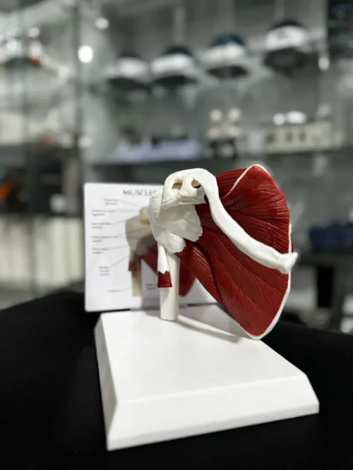 Mannequin de secourisme مجسم الإسعافات الأولية