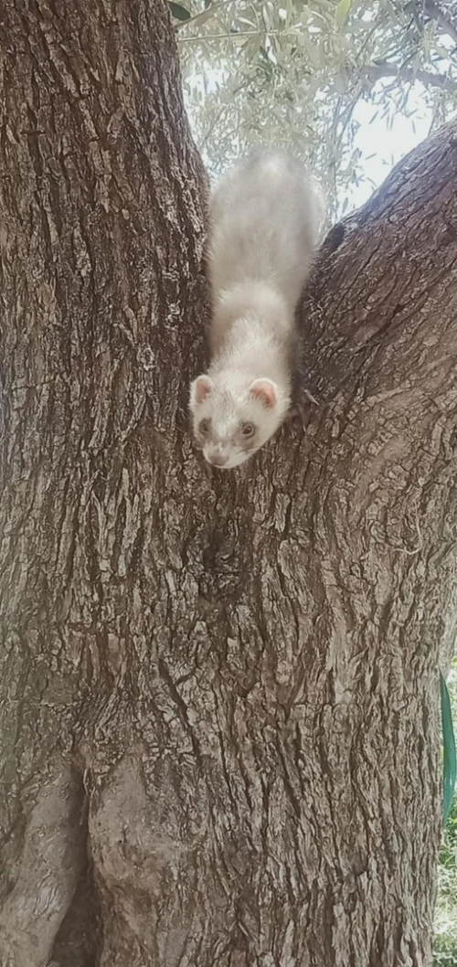 Furet