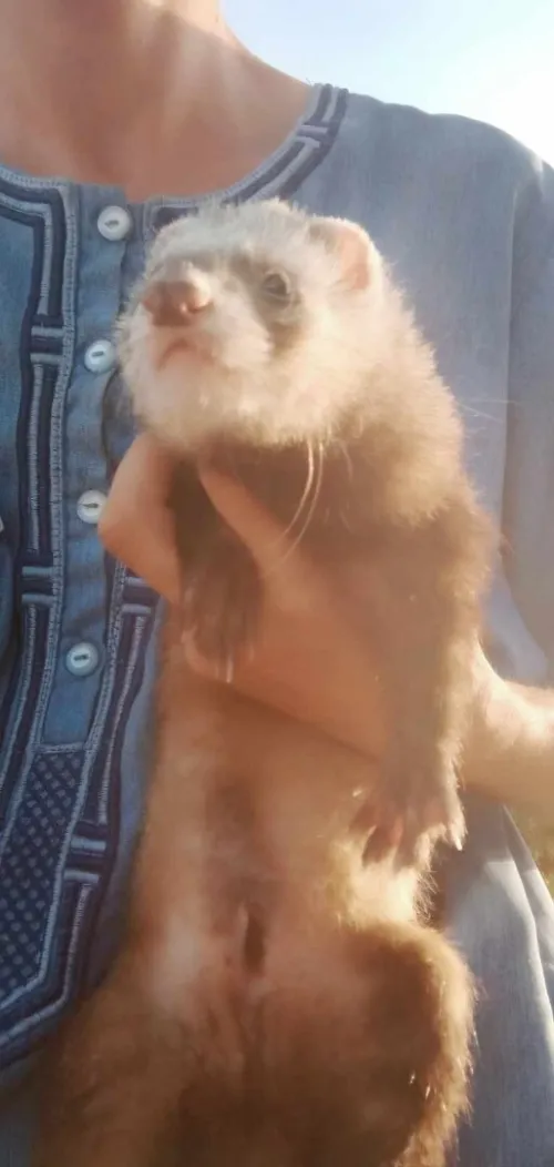 Furet