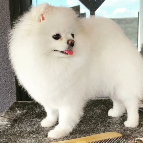 Spitz pomeranian 