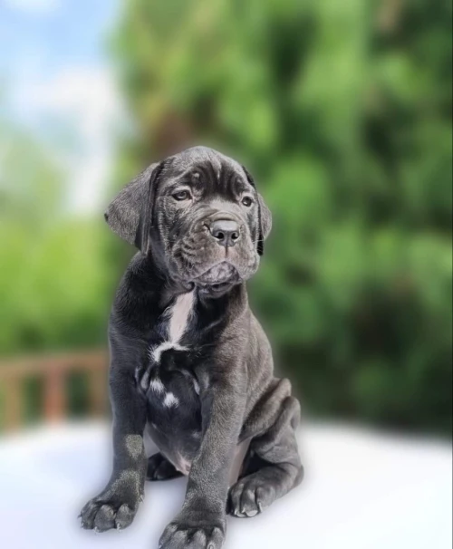 Cane corso