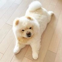  yorkshire toy - pékinois - bichon - chihuahua - spitz allemand - pomeranian - chow chow - carlin 