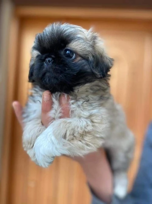  yorkshire toy - pékinois - bichon - chihuahua - spitz allemand - pomeranian - chow chow - carlin 