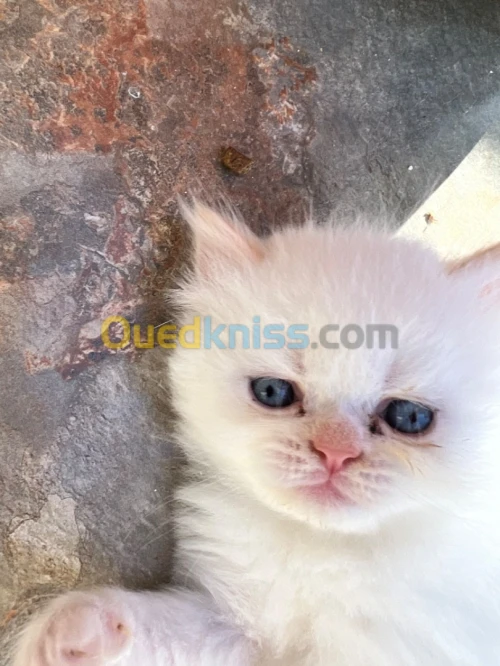 Chaton himalayens persans 