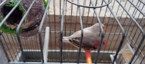 couple mondarin avec cage et net