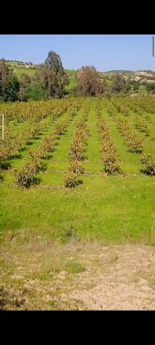 Vente Terrain Agricole Aïn Defla Ain benian 13
