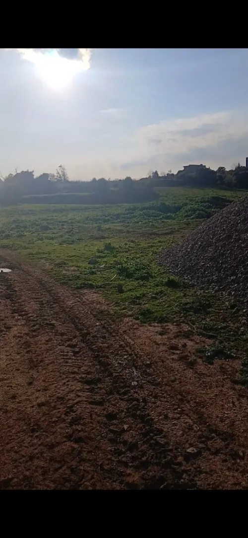 Location Terrain Tipaza Kolea