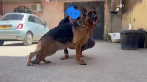 Femelle Berger Allemand pedigree 5 mois