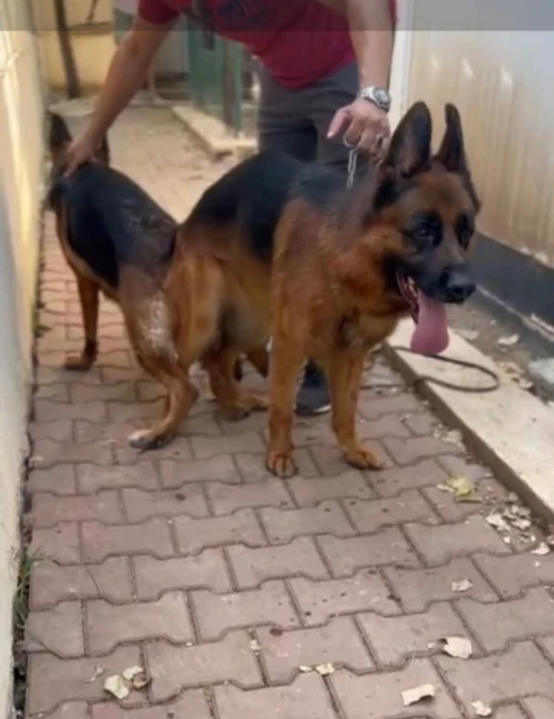 Femelle Berger Allemand pedigree 5 mois