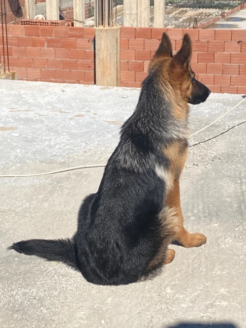 Femelle Berger Allemand pedigree 5 mois