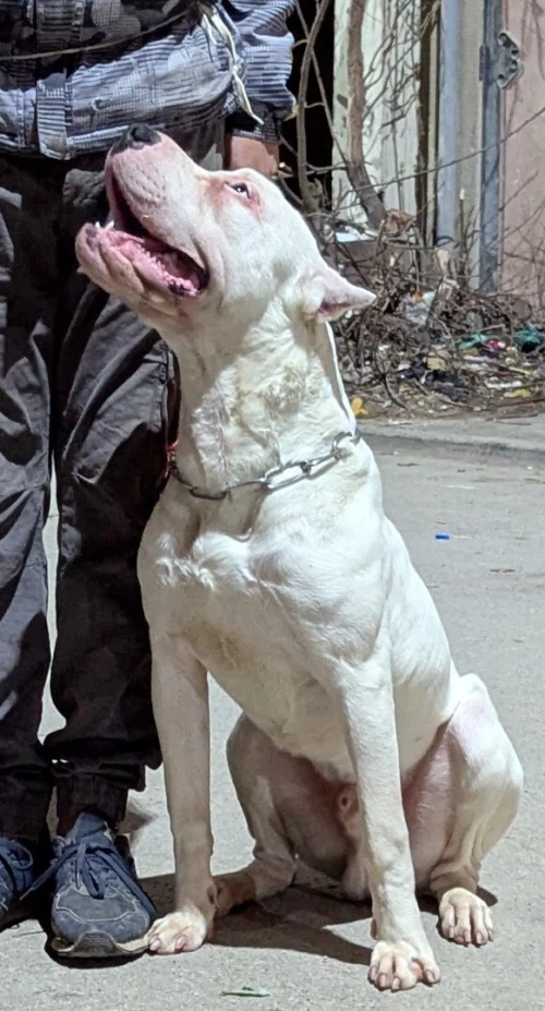 Chien dog argentine