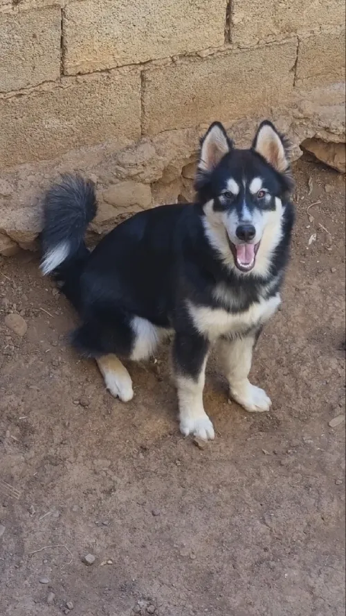 Husky 
