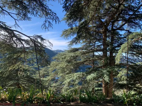 Location bien immobilier Blida Chrea