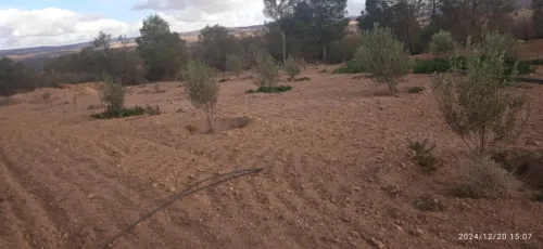 Vente Terrain Agricole Saïda Youb