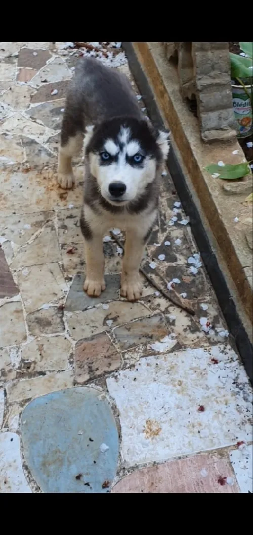 Chienne husky de séberi