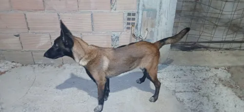 Fml malinois  4moi
