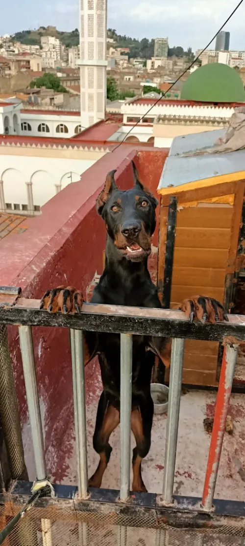 Dobermann