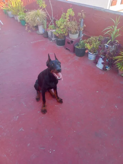 Dobermann