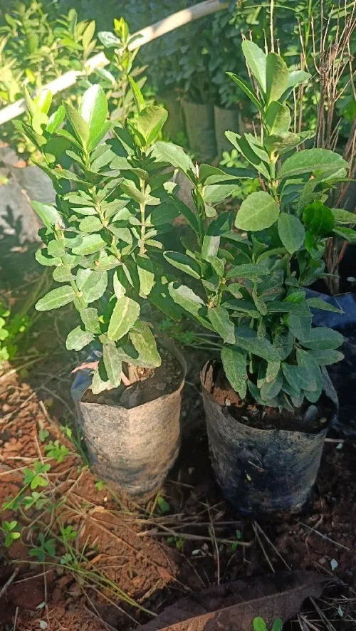 Arbres & plantes espace vert