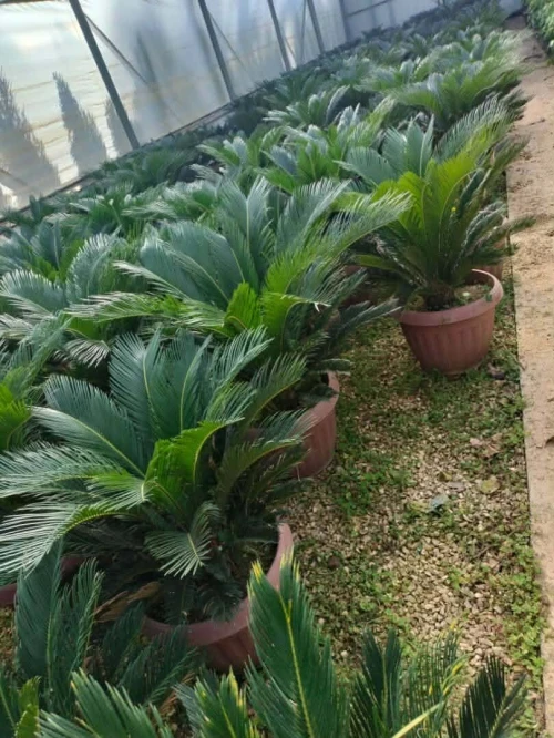 Arbres & plantes espace vert