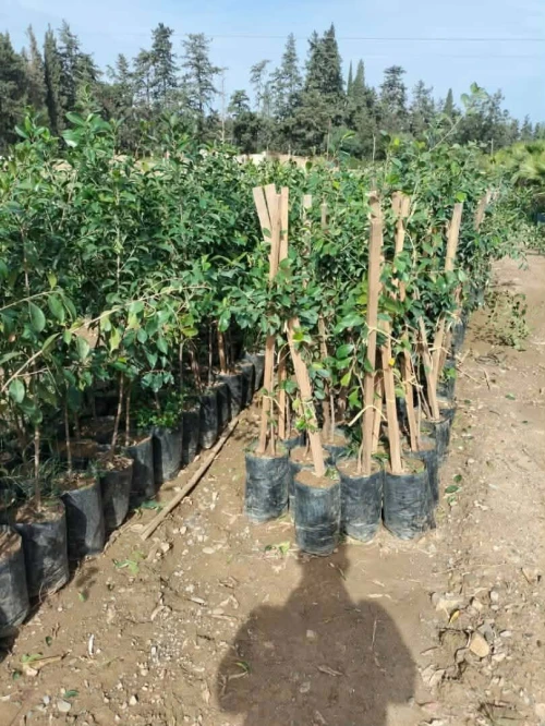 Arbres & plantes espace vert
