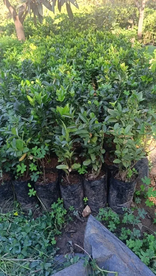 Arbres & plantes espace vert