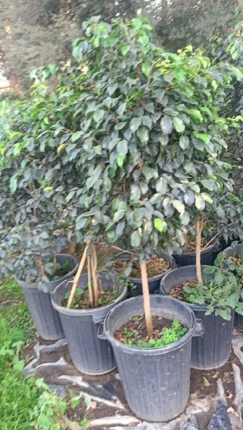 Arbres & plantes espace vert