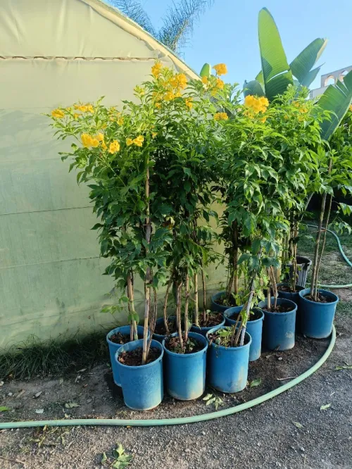 Espace vert,Pose gazon naturel et plantation d'arbres,d'arbustes et plantes décorative