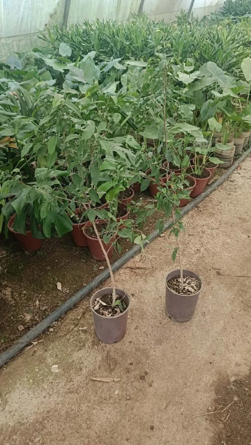 Arbres & plantes espace vert
