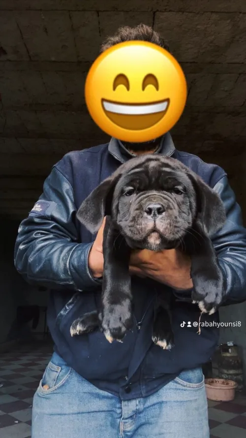 Cane Corso
