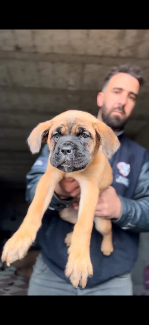 Cane Corso
