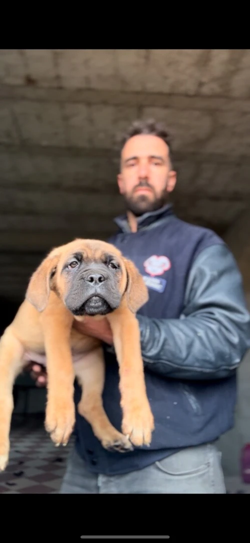 Cane Corso