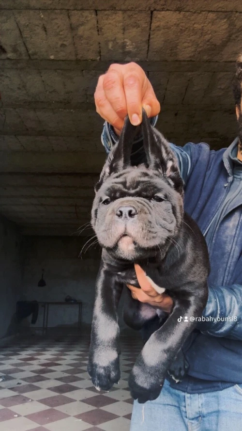 Cane Corso