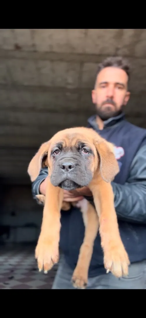 Cane Corso